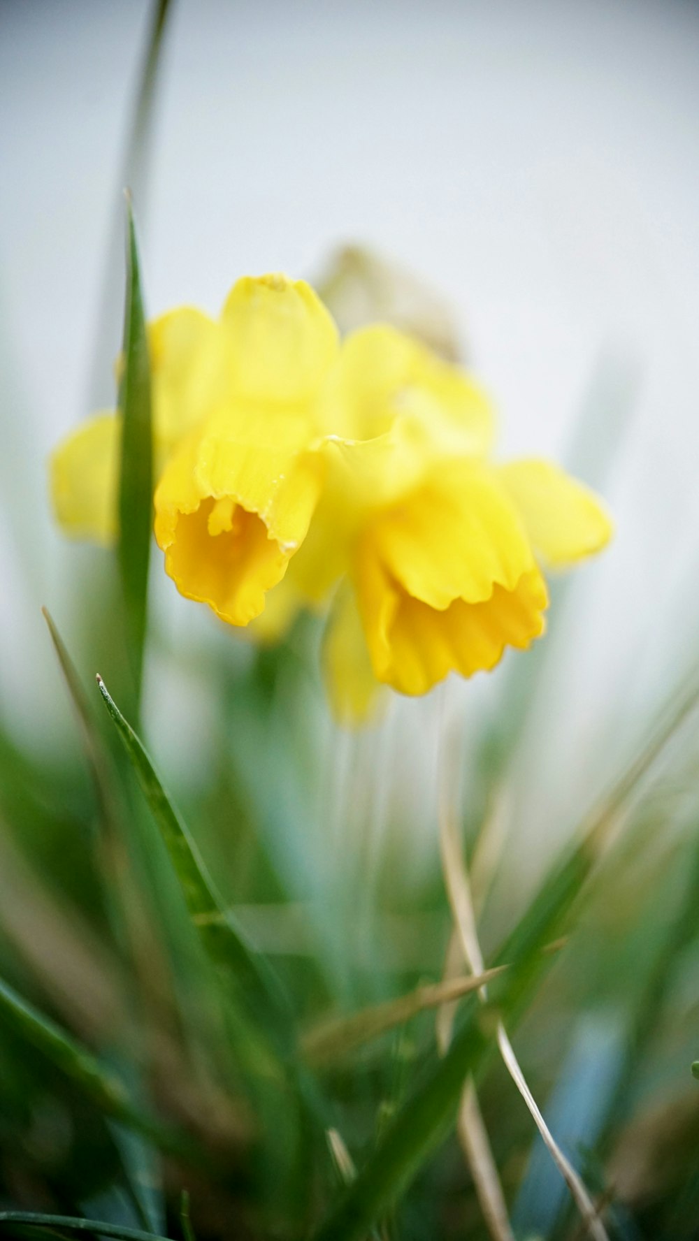 a couple of yellow flowers sitting on top of a lush green field