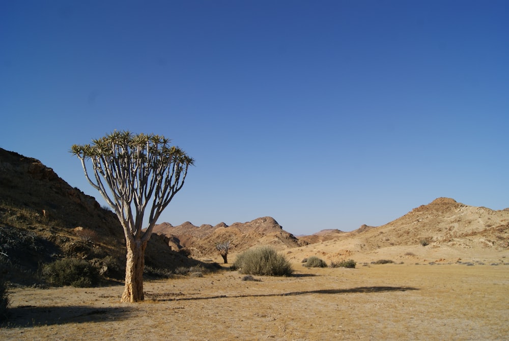 a small tree in the middle of a desert