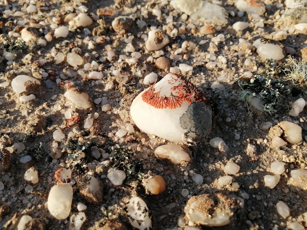 a red and white mushroom sitting on top of a sandy beach