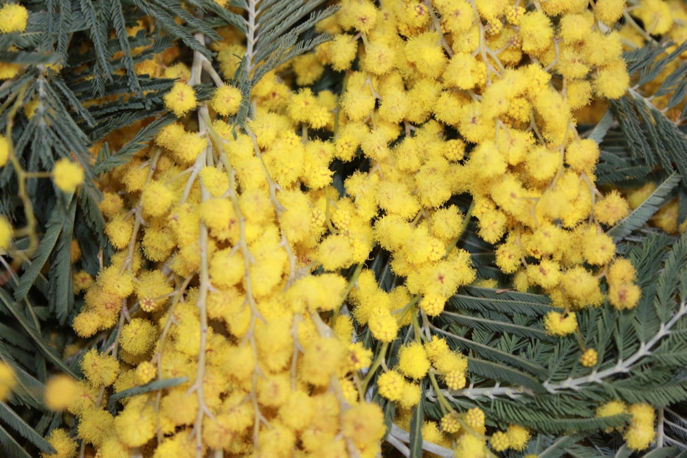 un mazzo di fiori gialli su un albero