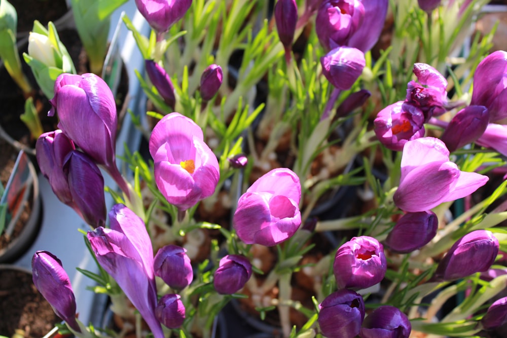 un mazzo di fiori viola in un vaso