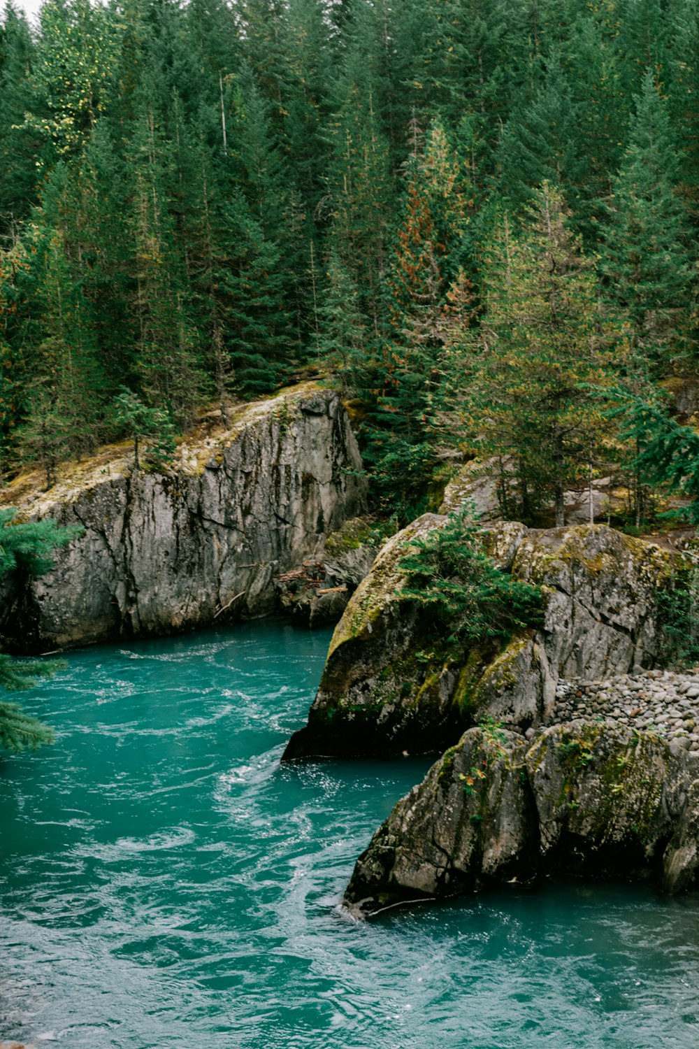 a river flowing through a lush green forest