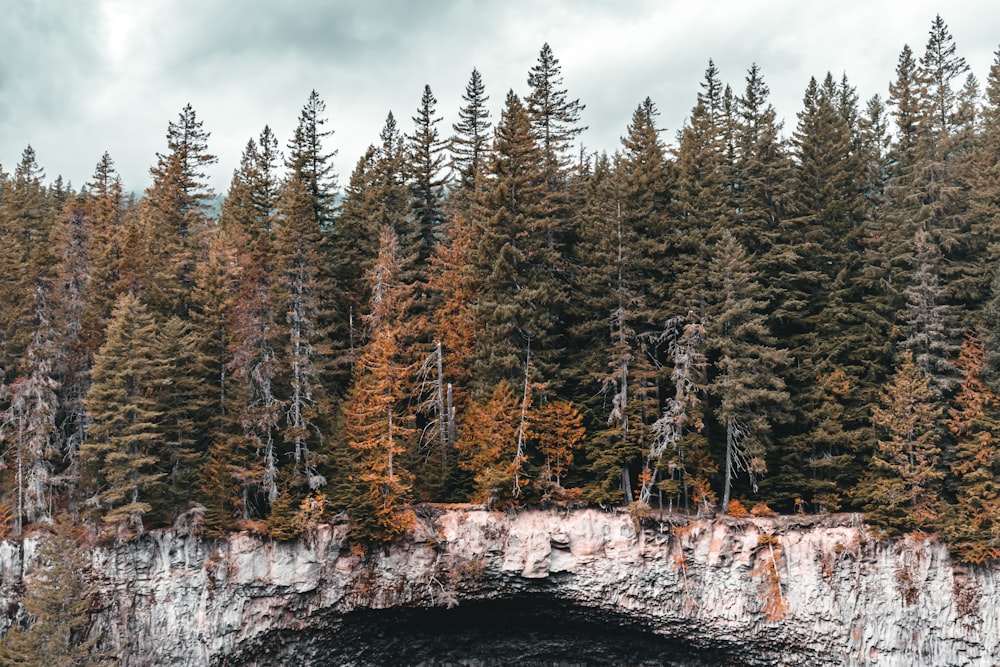 a forest filled with lots of tall trees