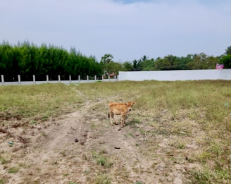 a small dog walking across a grass covered field