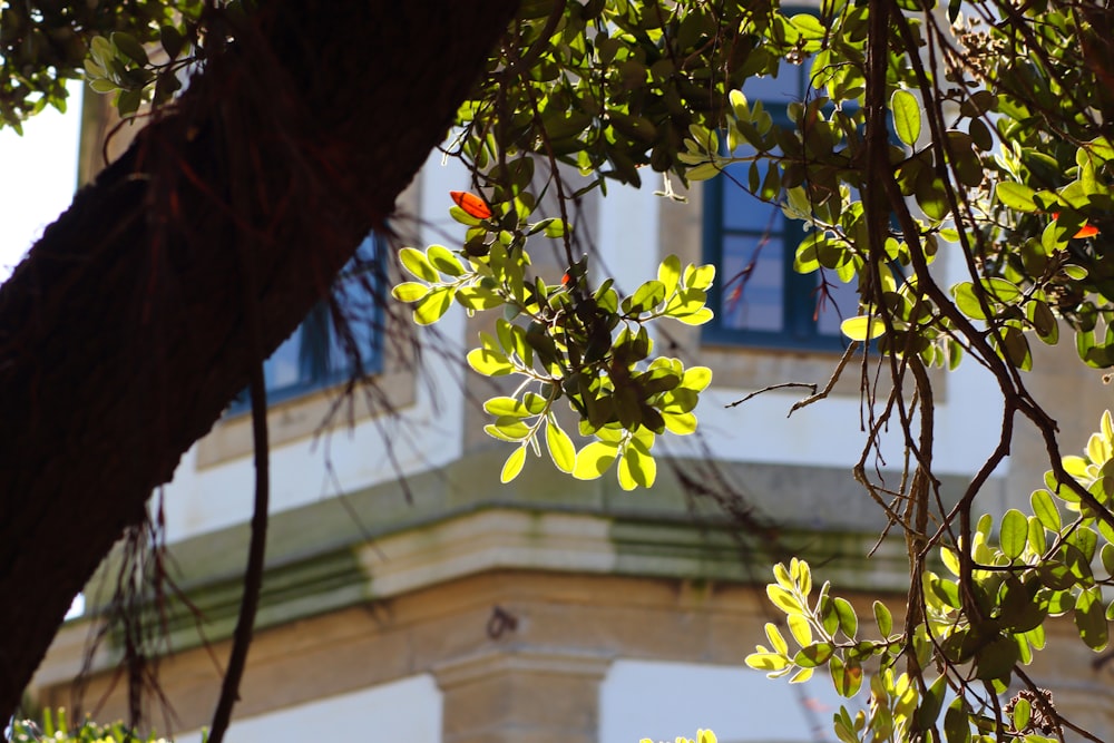 a tree branch with a building in the background