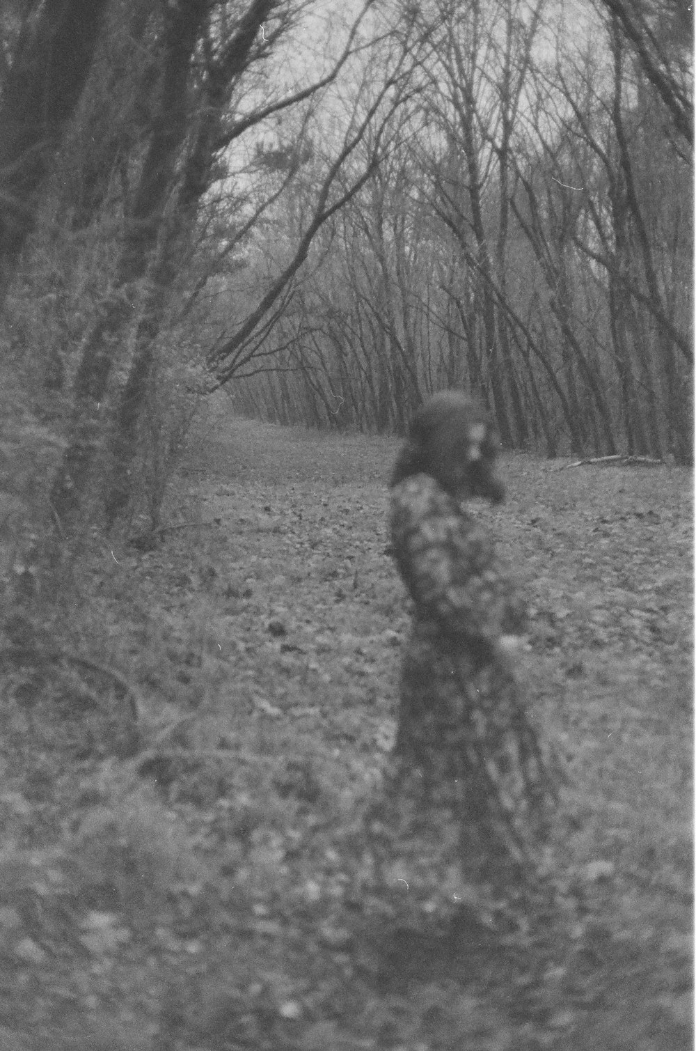 a woman walking through a forest with trees