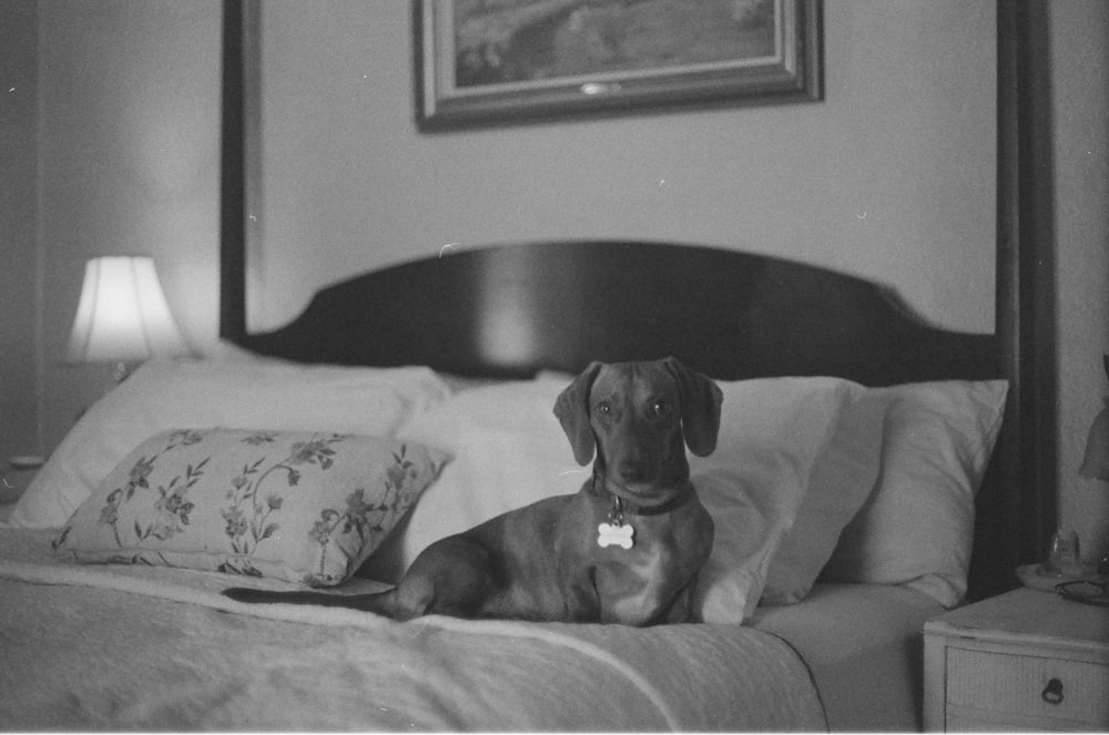 a black and white photo of a dog sitting on a bed