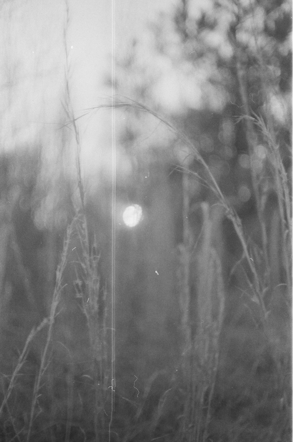 a black and white photo of tall grass