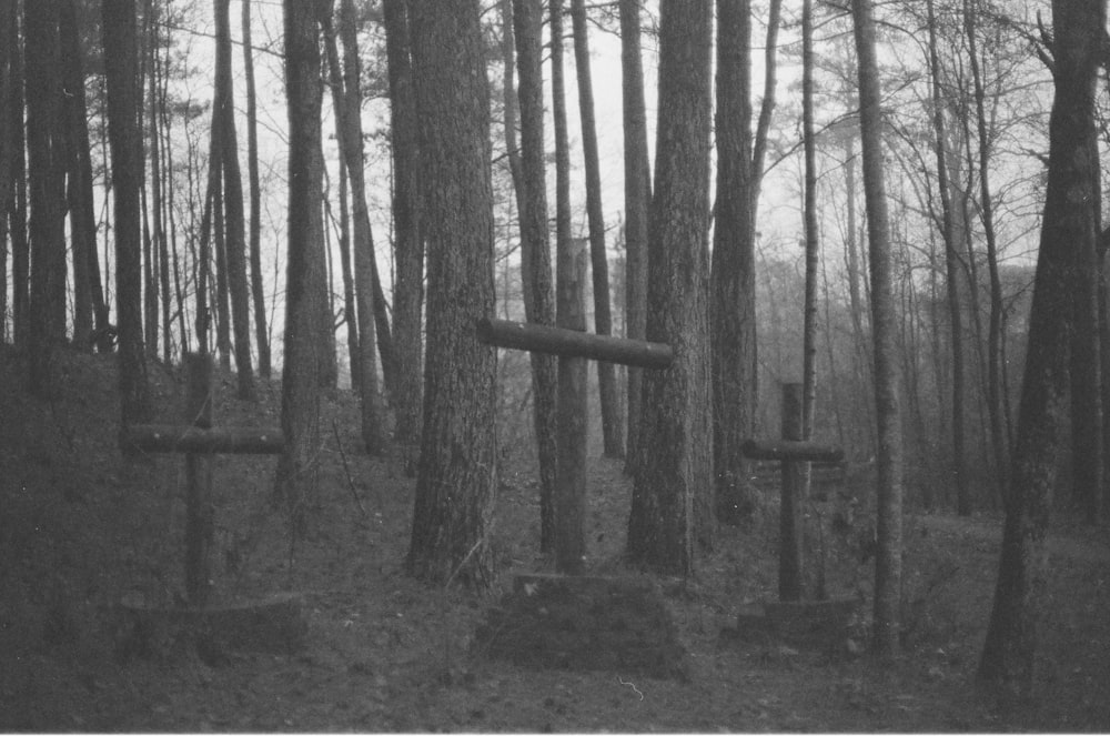 a black and white photo of a forest