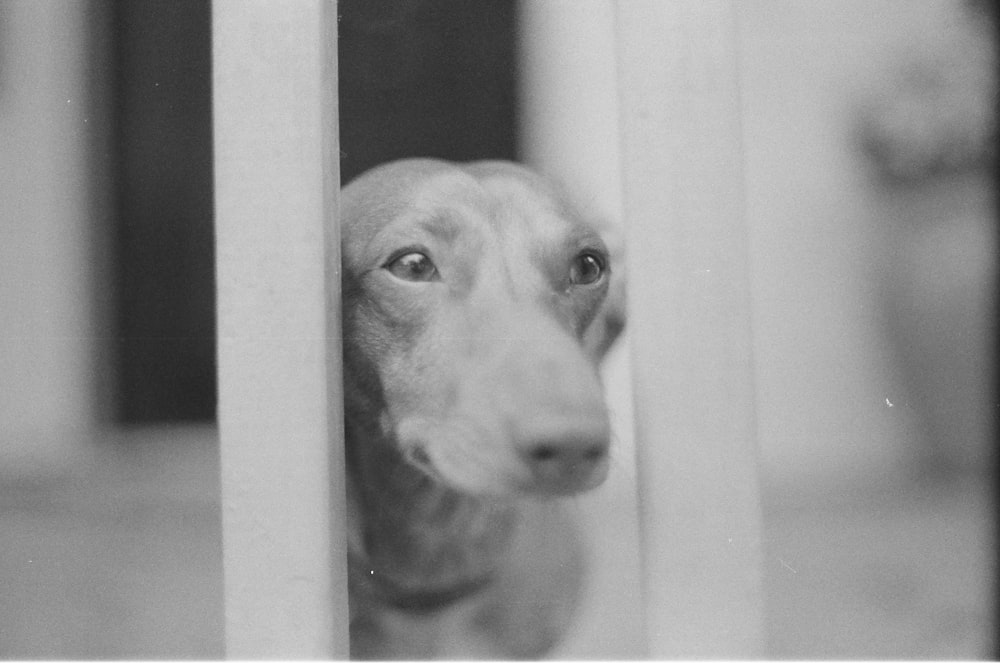 a dog is looking through the bars of a door