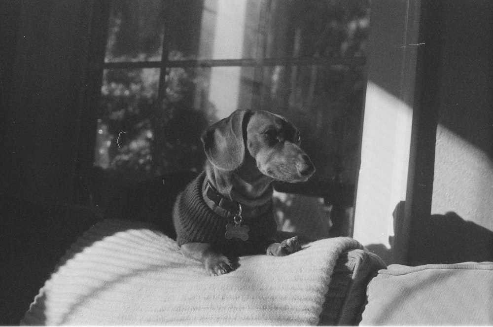 a black and white photo of a dog sitting on a bed