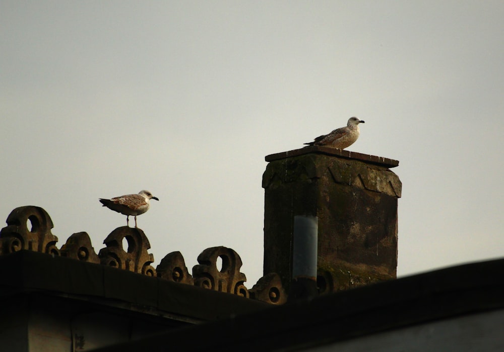 two seagulls sitting on top of a roof
