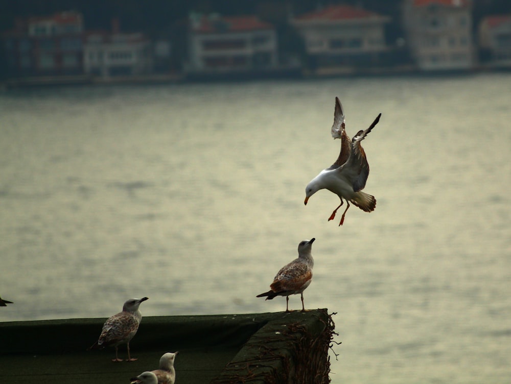 a flock of birds standing on top of a roof