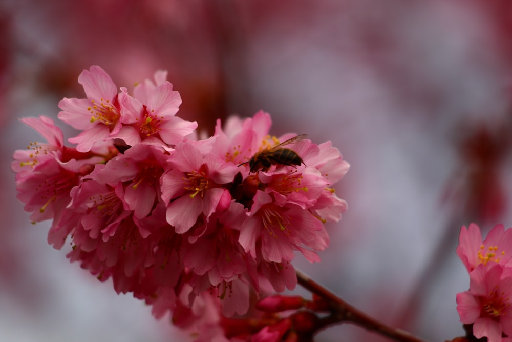 a bee is sitting on a pink flower