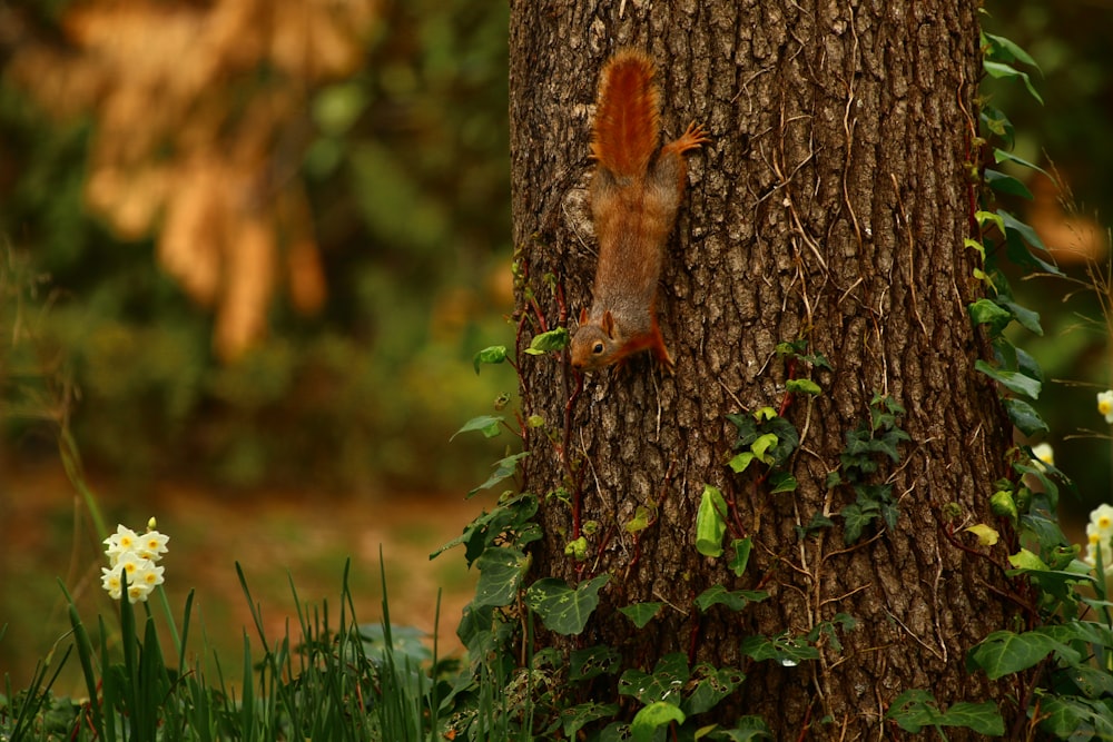 un écureuil grimpant sur le flanc d’un arbre