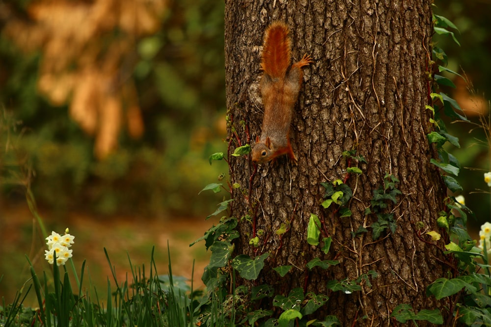 uno scoiattolo che si arrampica sul fianco di un albero