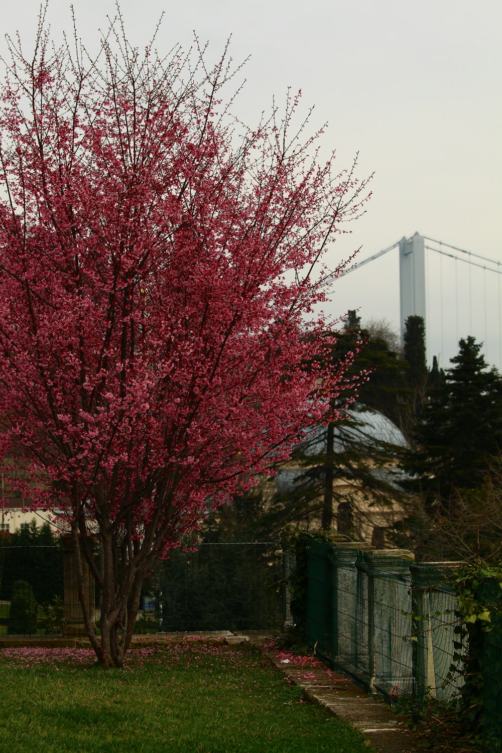 a tree in a park with a bridge in the background