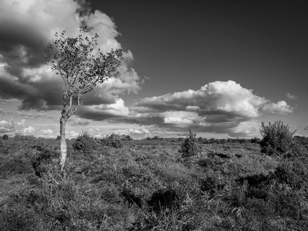 a black and white photo of a tree in a field