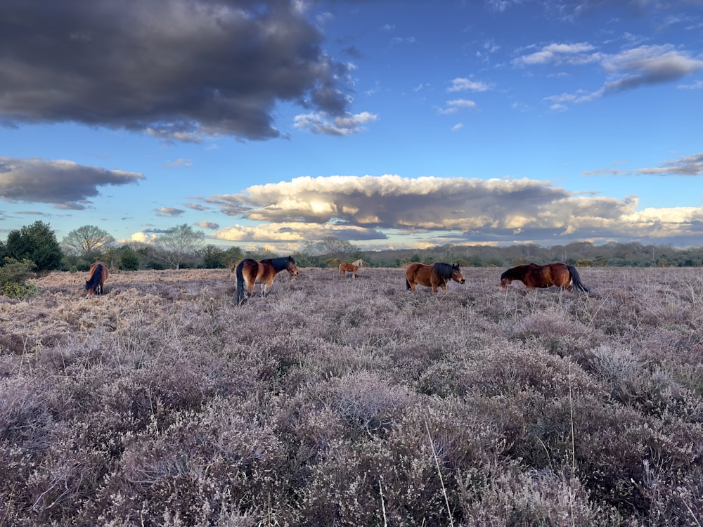 a group of horses grazing on a dry grass field