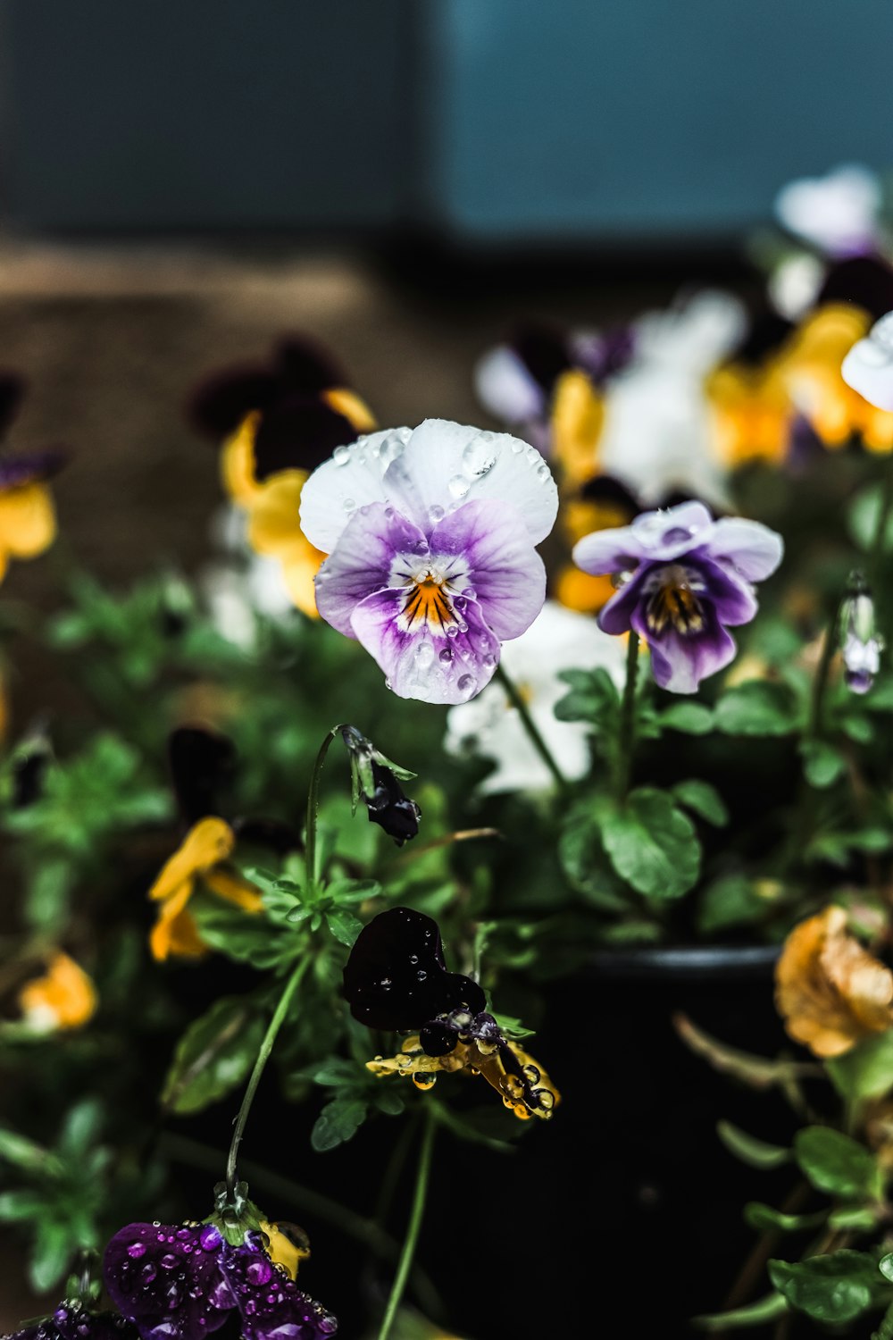 un mazzo di fiori che sono in un vaso