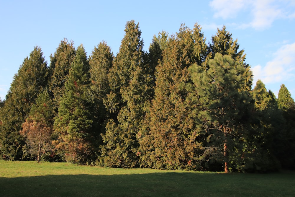 a grassy field with trees in the background