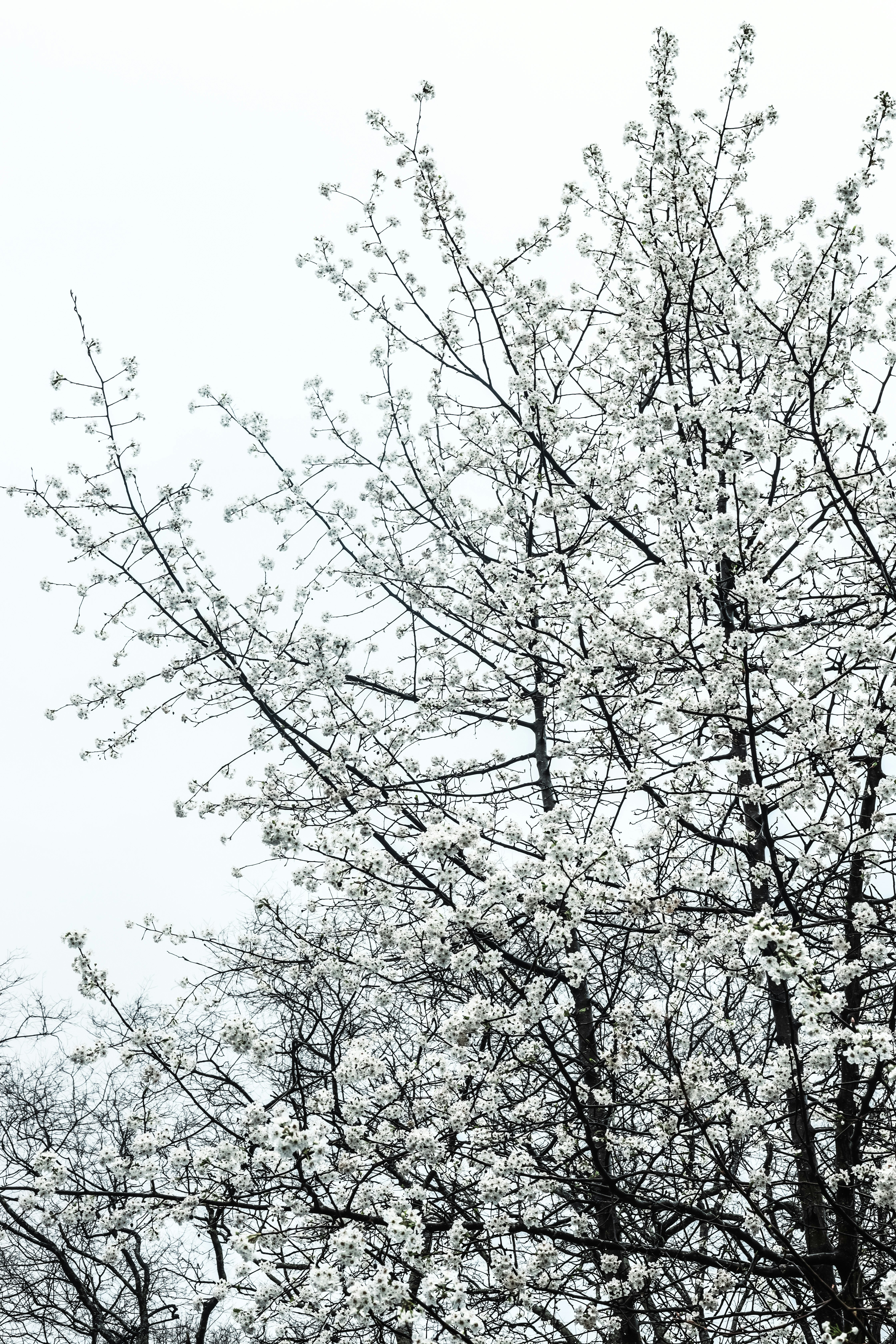 a black and white photo of a tree with white flowers
