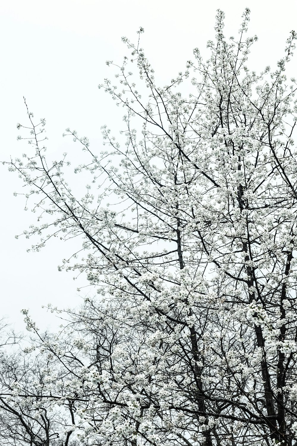 a black and white photo of a tree with white flowers