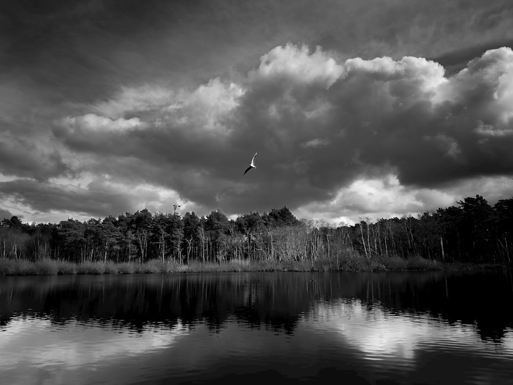 a black and white photo of a bird flying over a lake