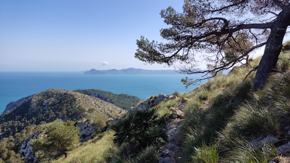 a view of the ocean from the top of a hill