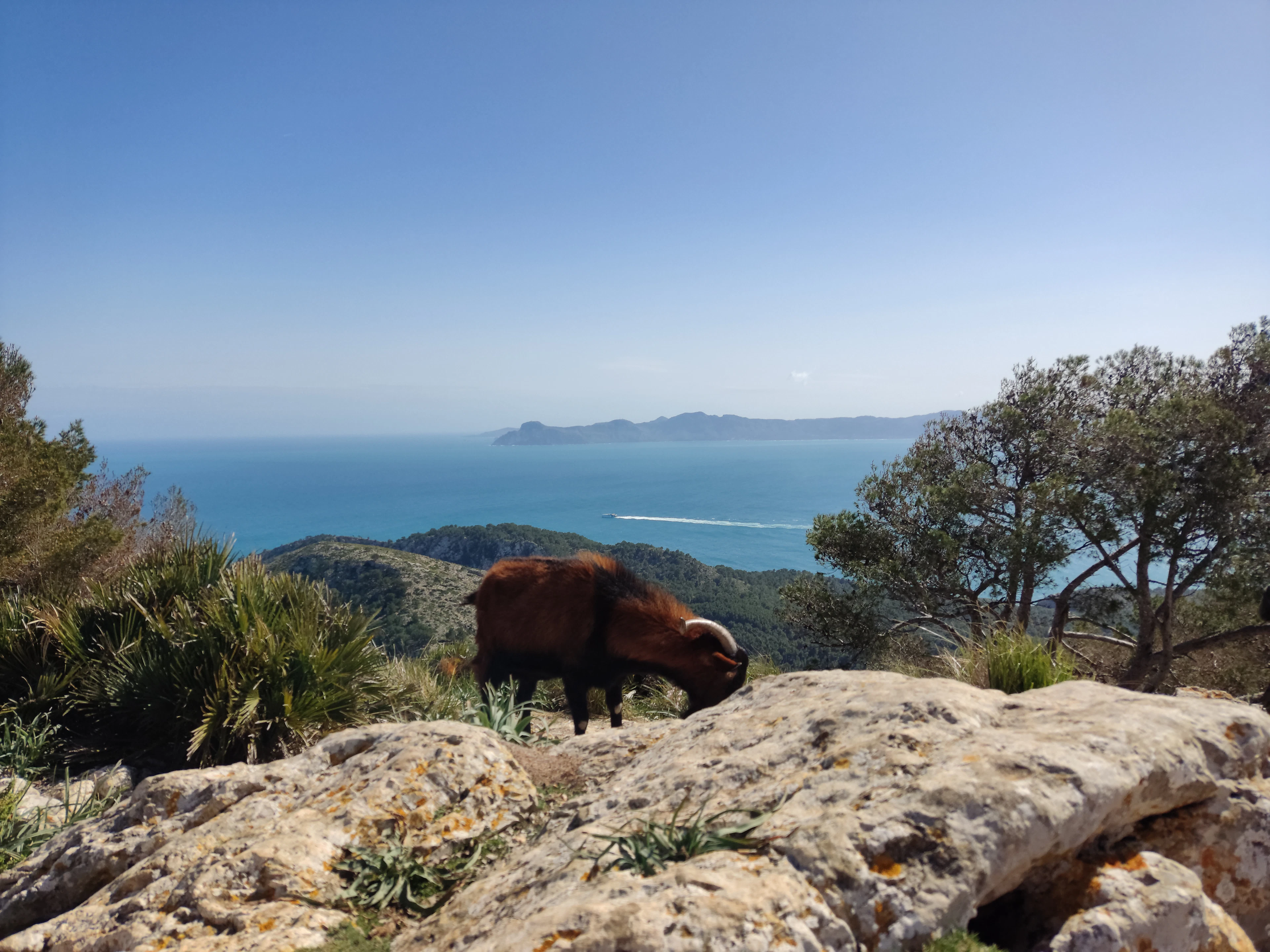 A goat grazing on a rocky Mallorca hillside above a hazy blue coastline.
