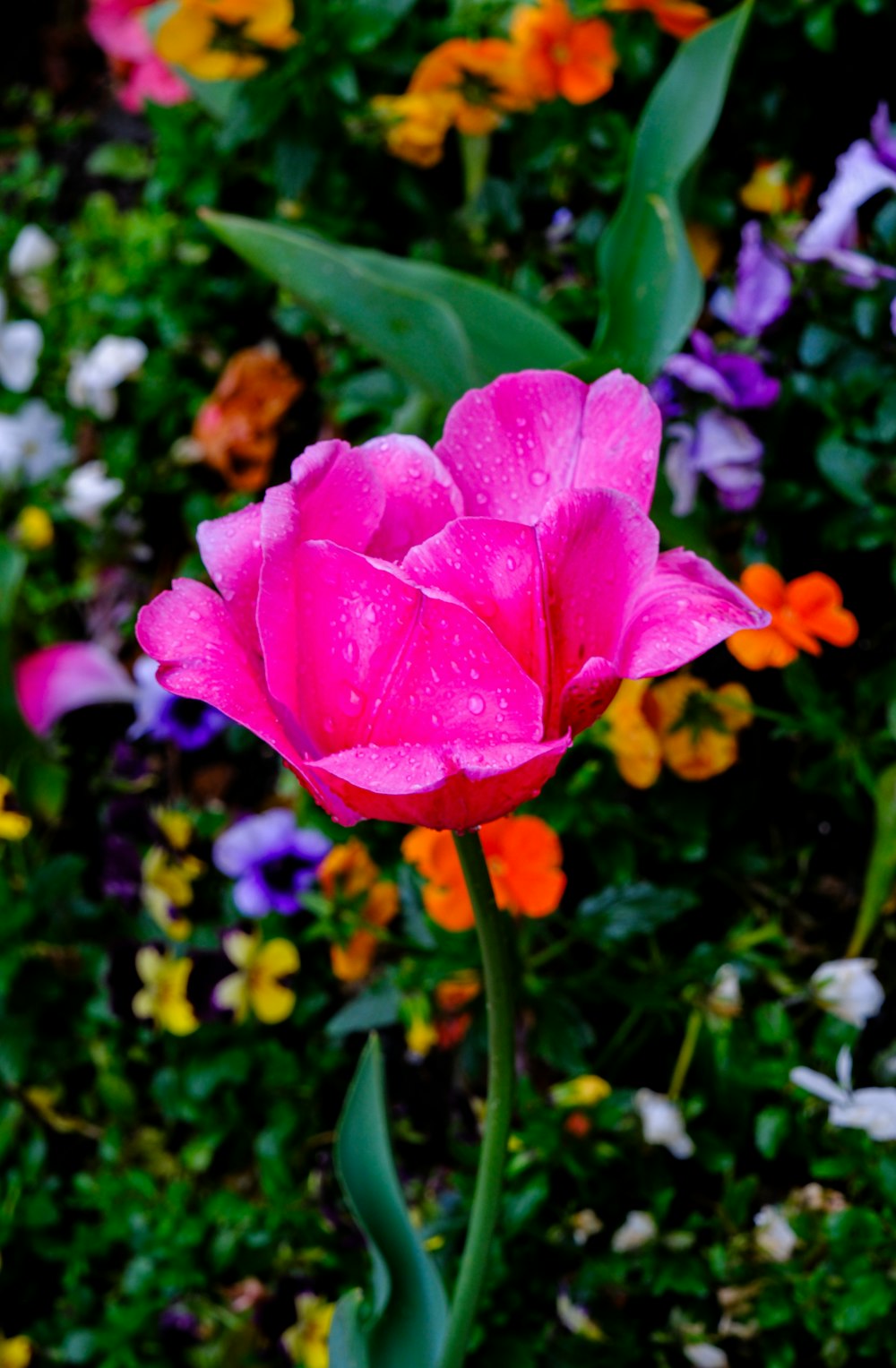 a pink flower with lots of colorful flowers in the background