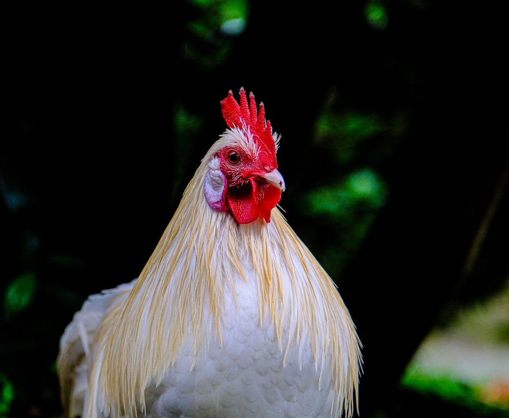 a close up of a rooster with a black background
