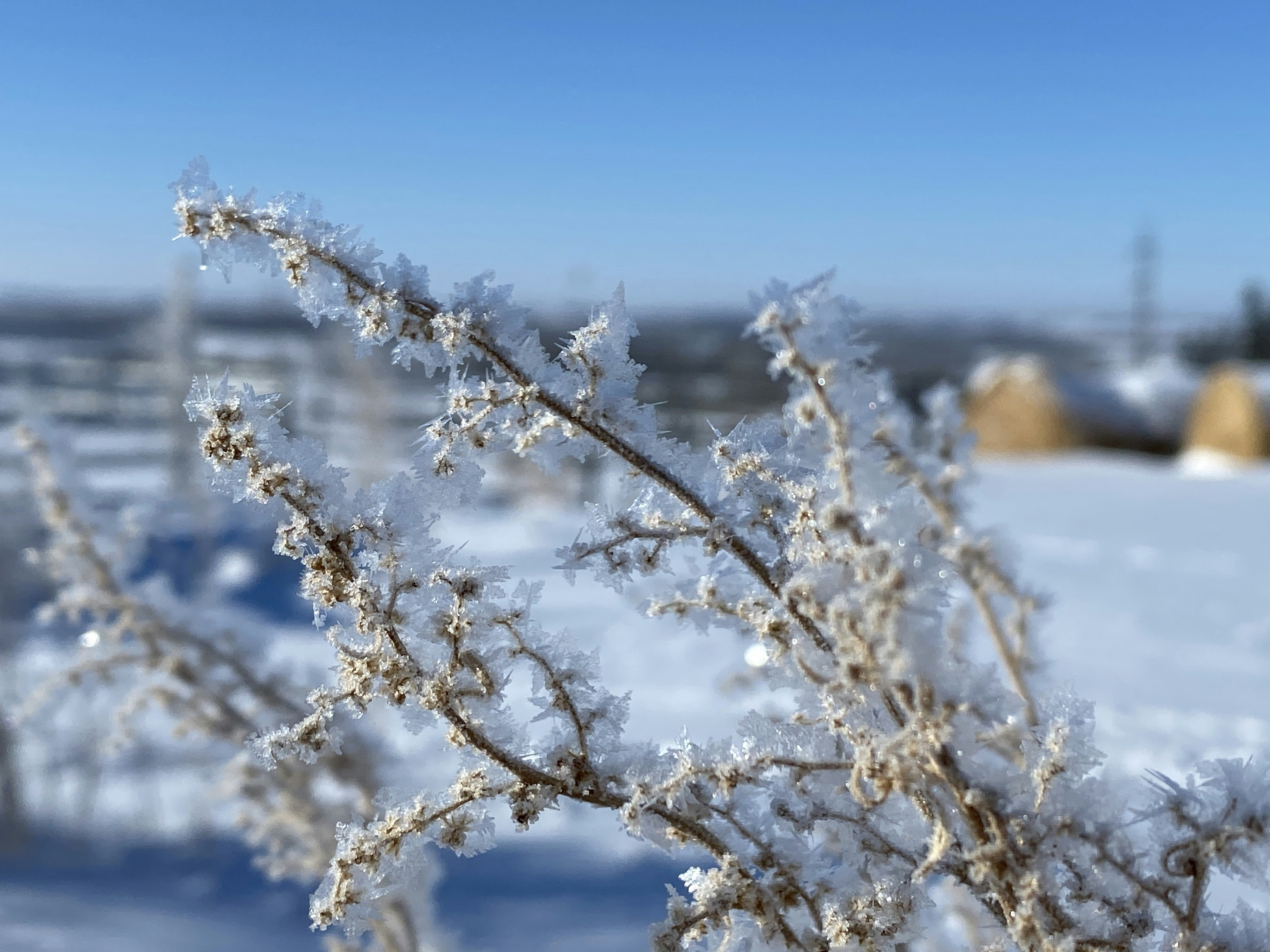 a close up of a plant with snow on it