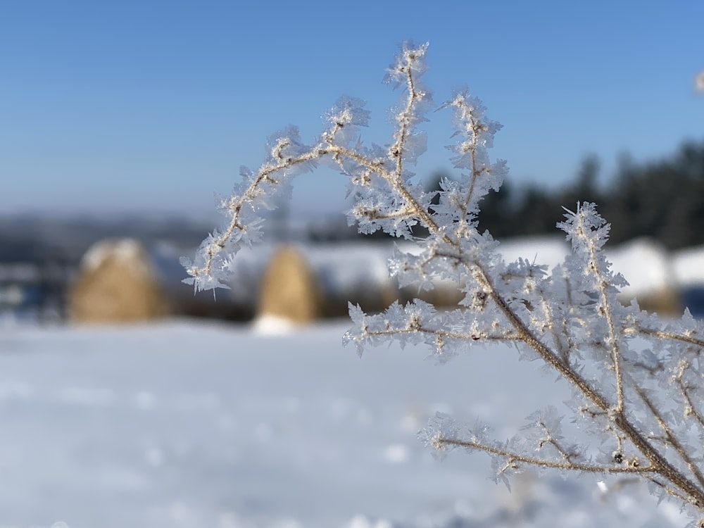 a close up of a plant in the snow