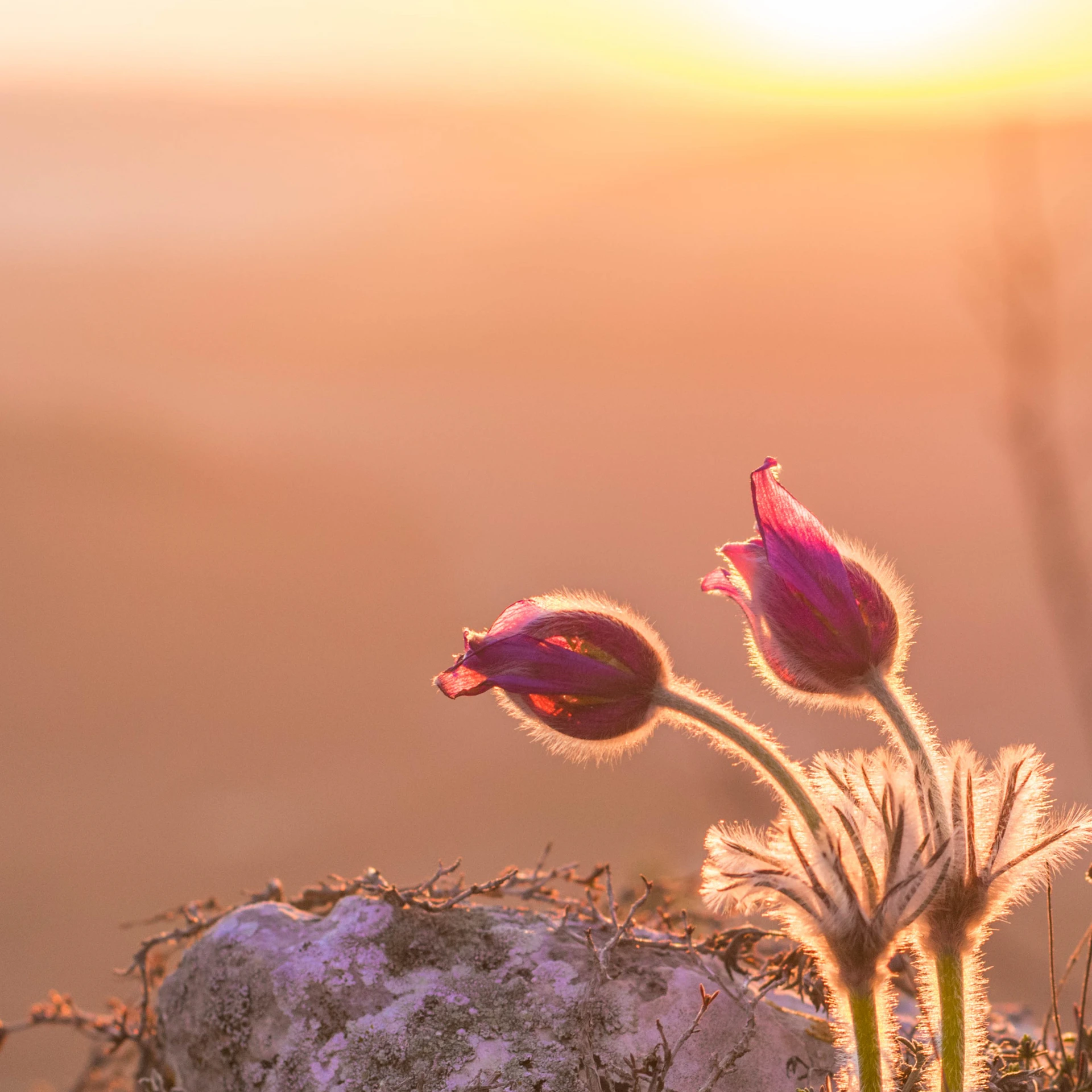 a couple of flowers sitting on top of a rock