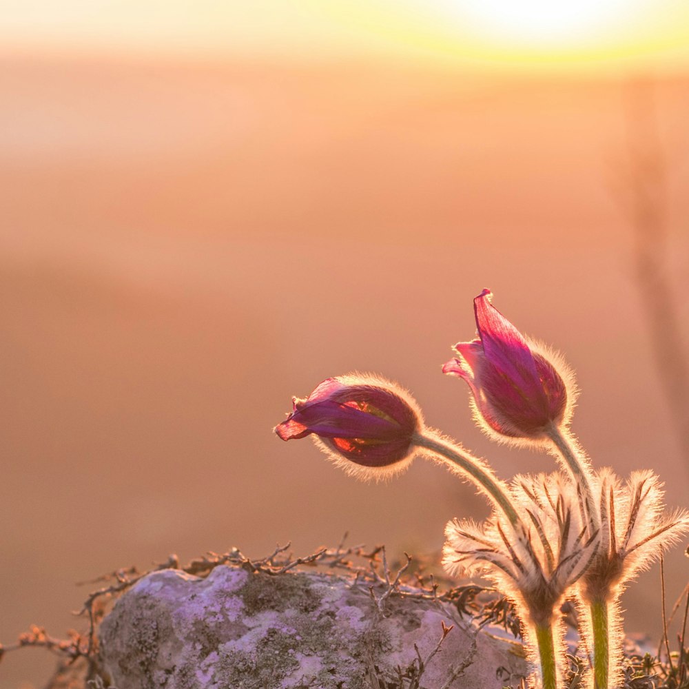 a couple of flowers sitting on top of a rock