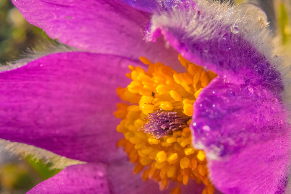 a close up of a purple flower with yellow center