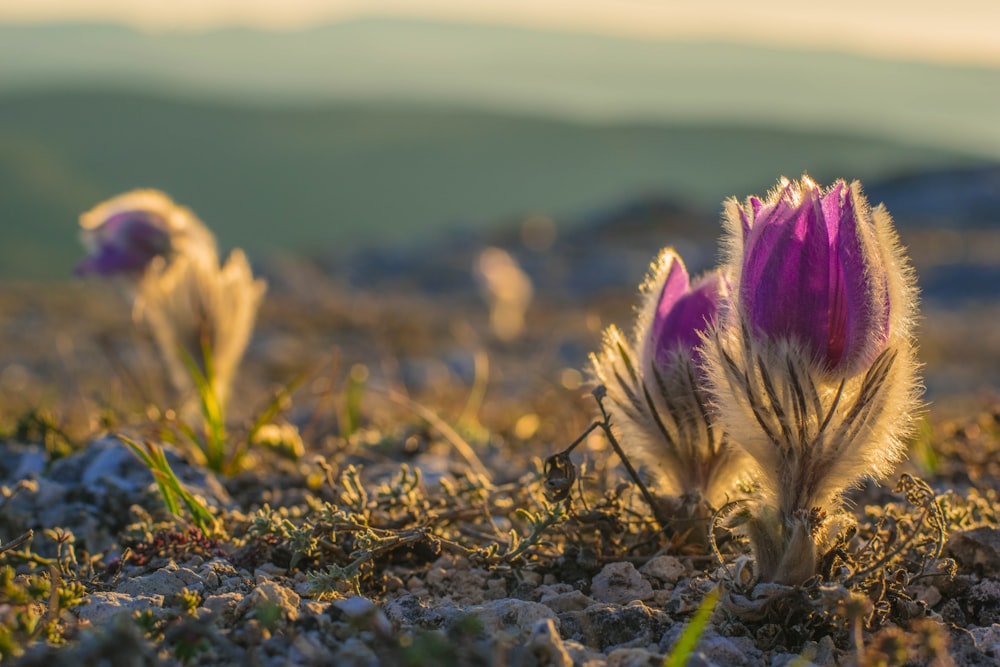 a couple of flowers that are in the grass