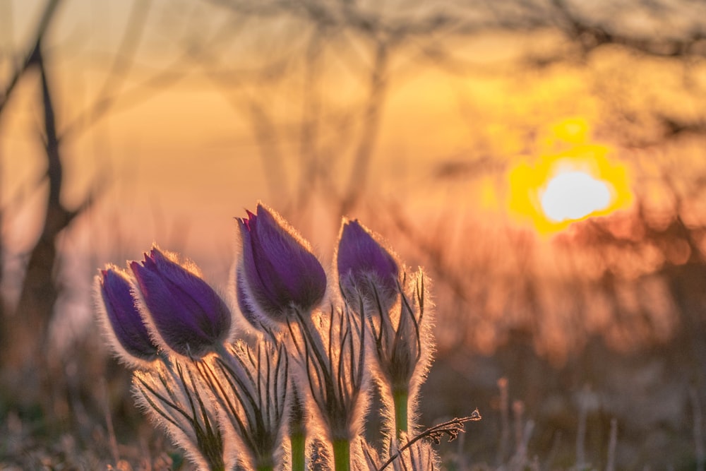 a group of purple flowers sitting on top of a grass covered field