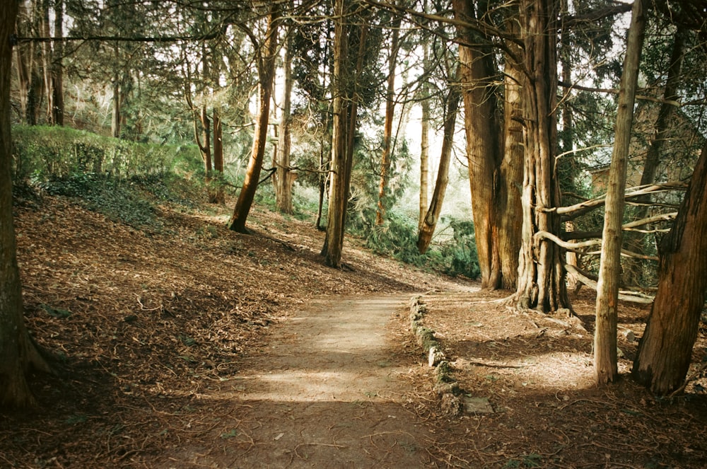 a dirt path in the middle of a forest