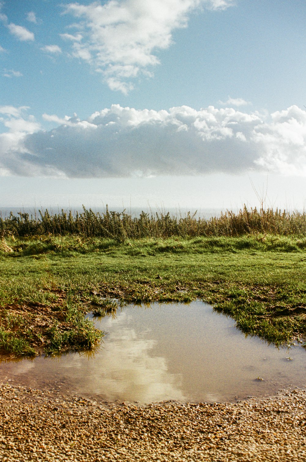 a small puddle of water in a grassy field