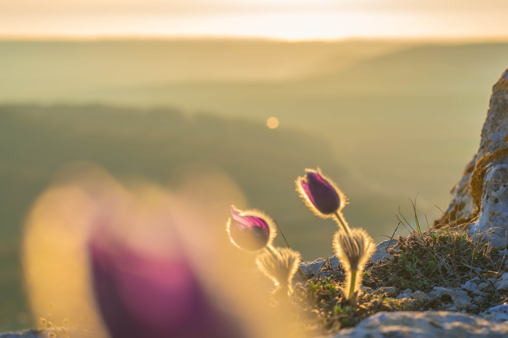 a couple of flowers that are on a hill