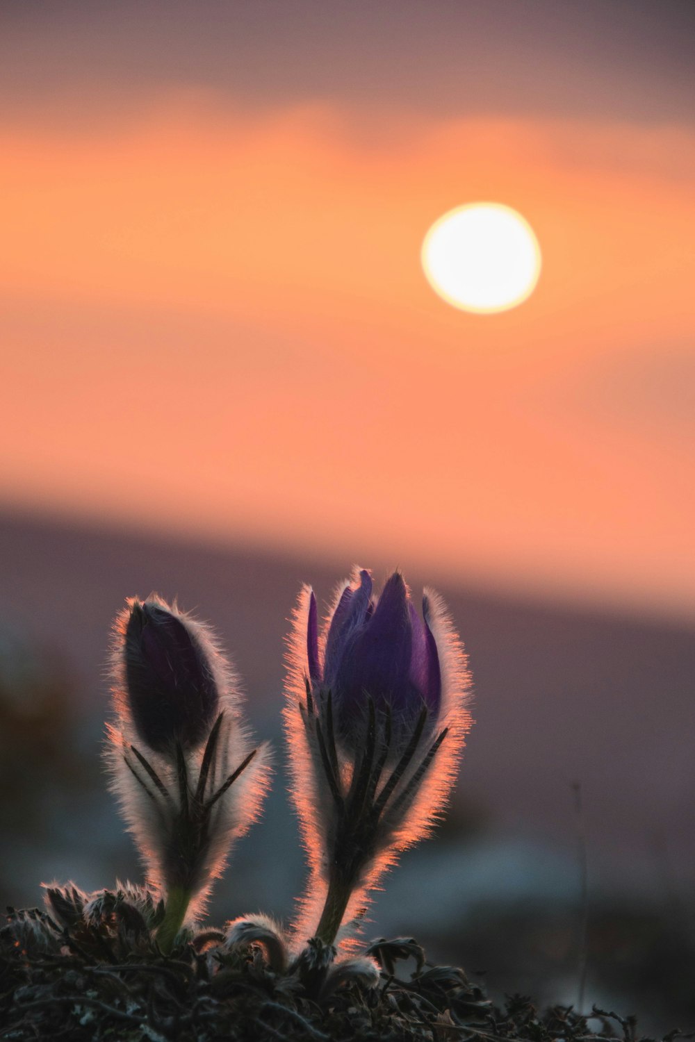 a couple of purple flowers sitting on top of a field