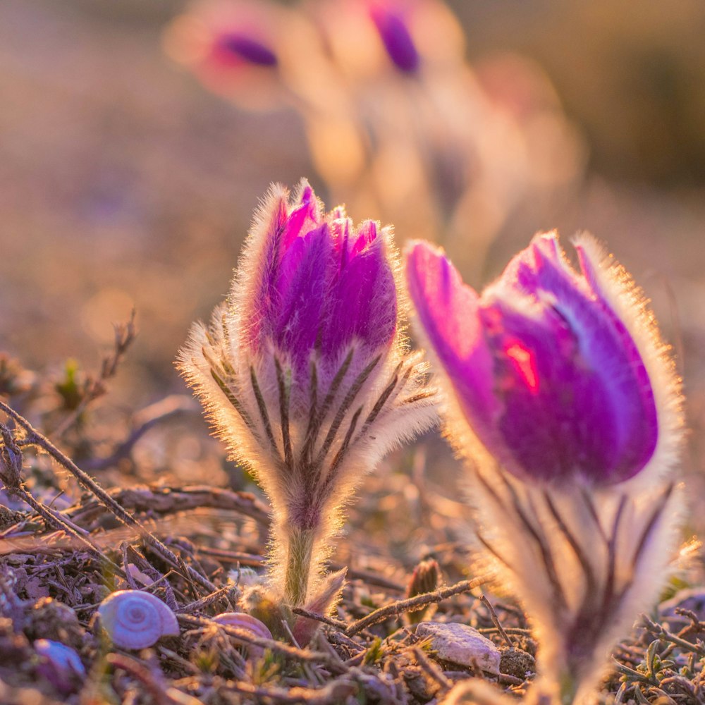 a couple of flowers that are in the grass