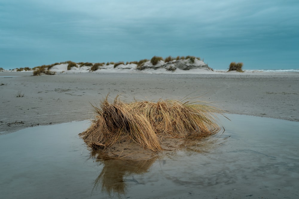 a small patch of grass sitting on top of a sandy beach