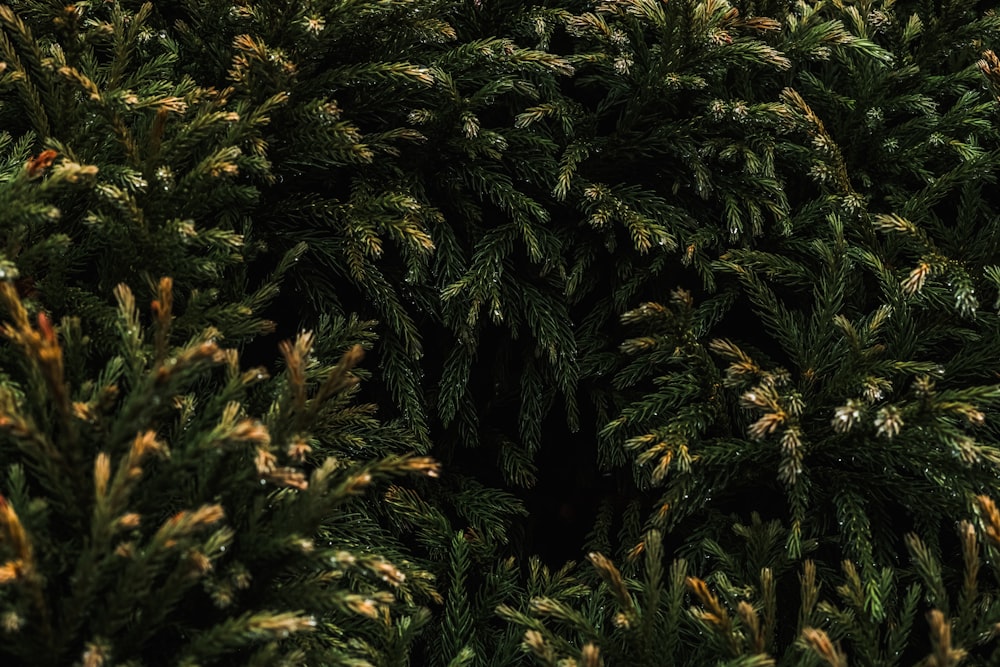 a close up of a pine tree with lots of needles