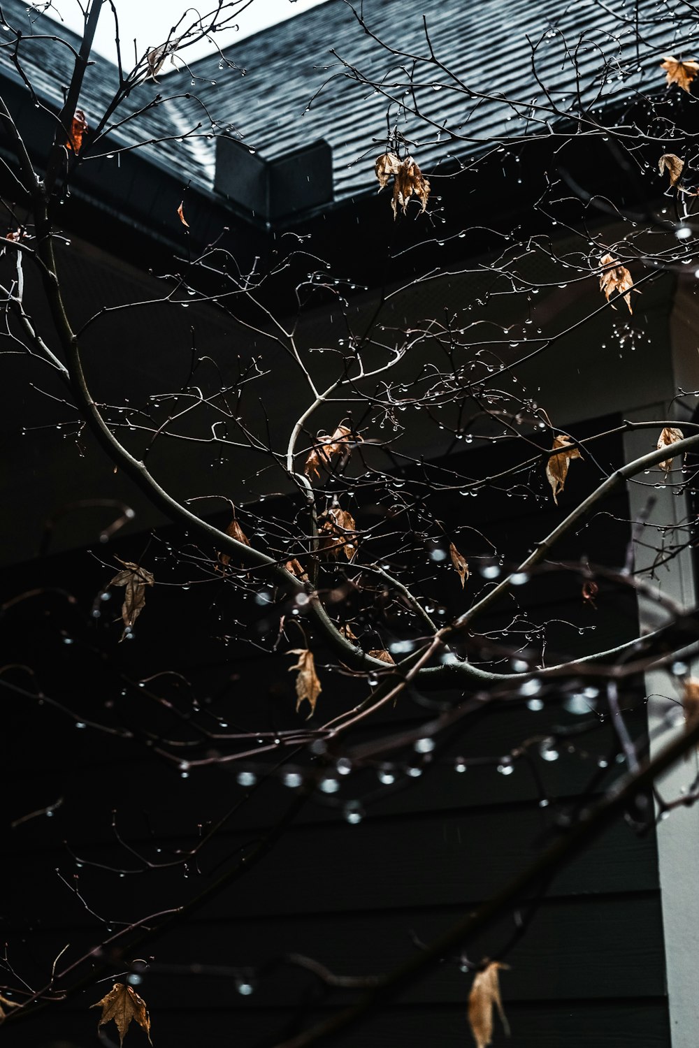 une branche d’arbre avec des feuilles devant une maison