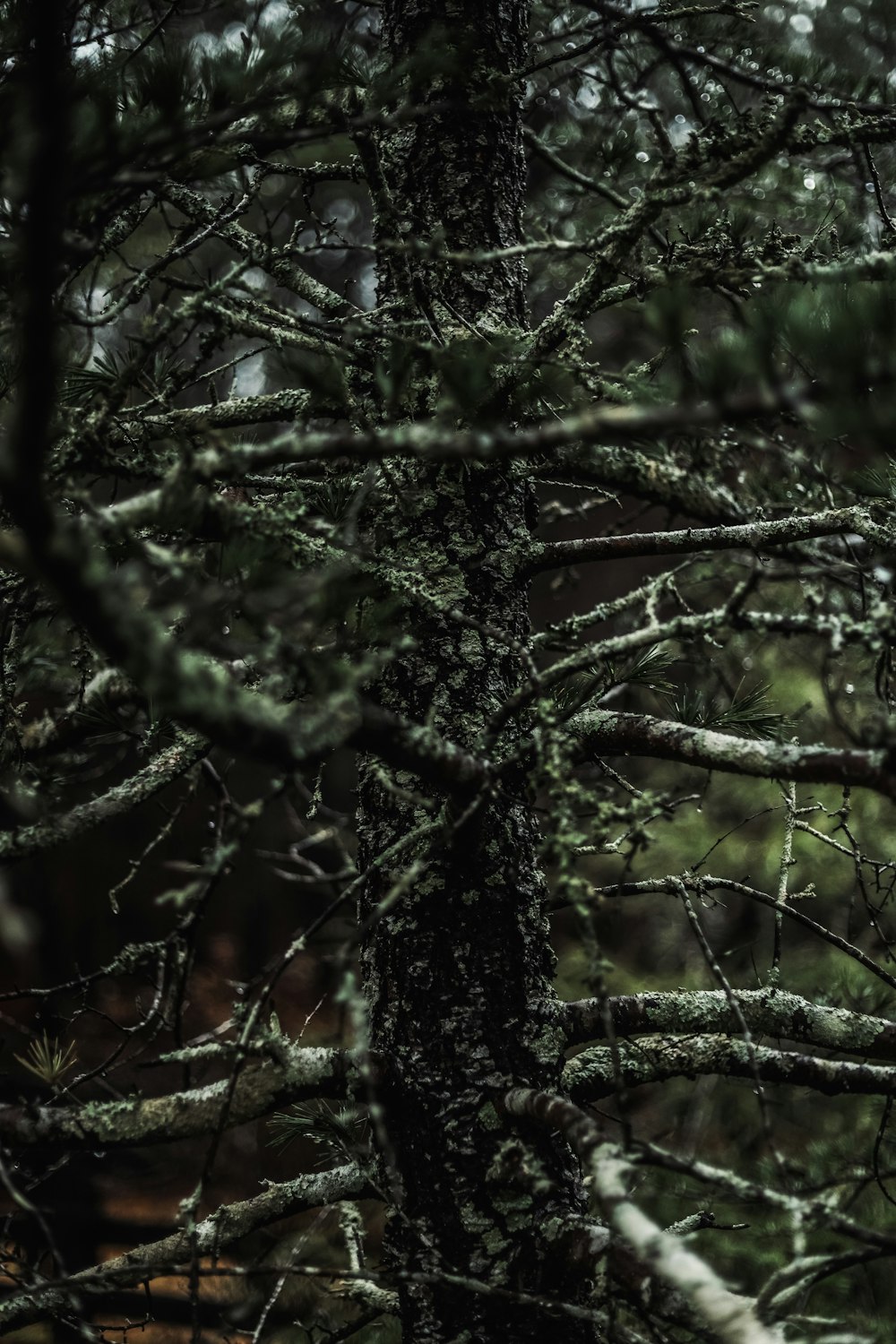 uma floresta cheia de muitas árvores cobertas de neve