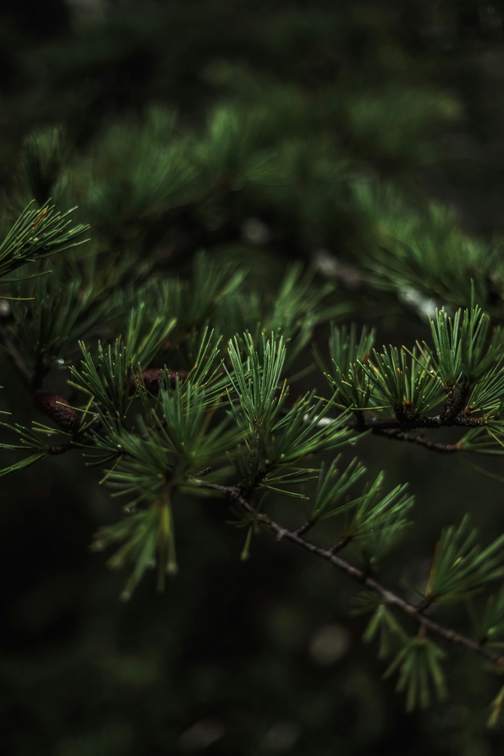 a bird perched on a branch of a pine tree