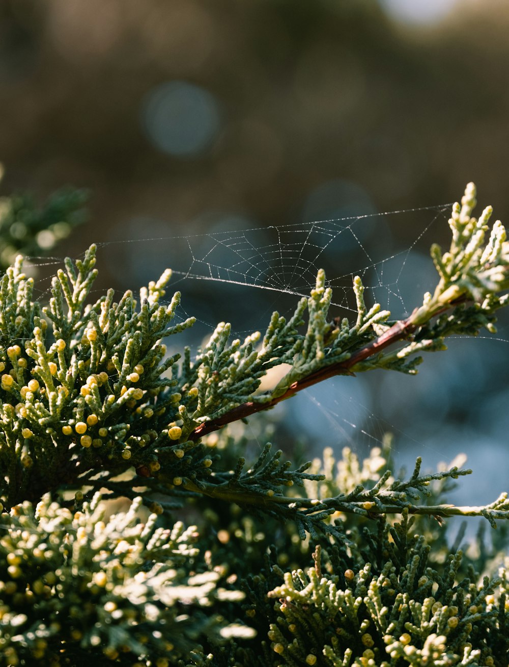 a close up of a tree branch with a spider web on it